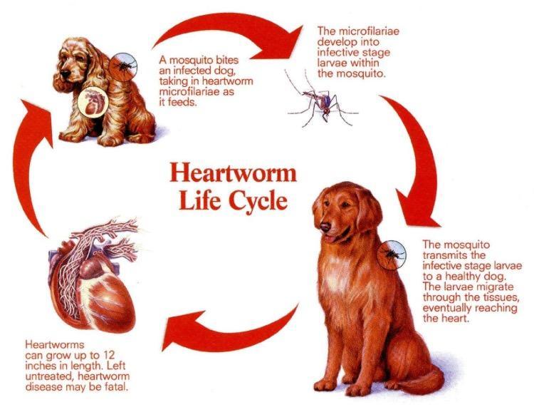 Baby heartworms 2024 in dogs